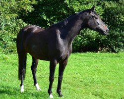 Pferd Penelope (Westfale, 2016, von Pascavello)