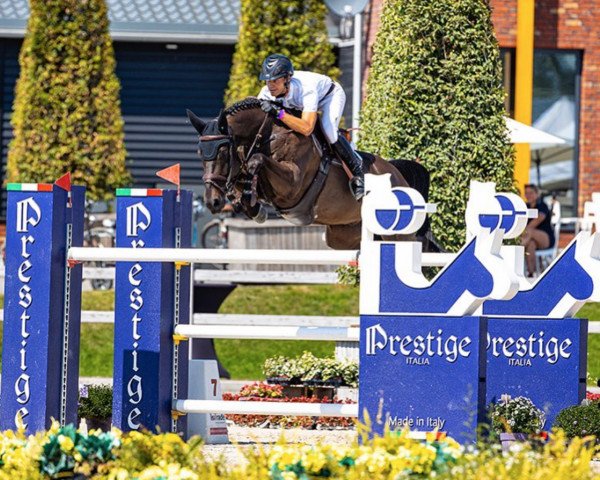 Springpferd Kyamant van't Spieveld (Belgisches Warmblut, 2010, von Diamant de Semilly)