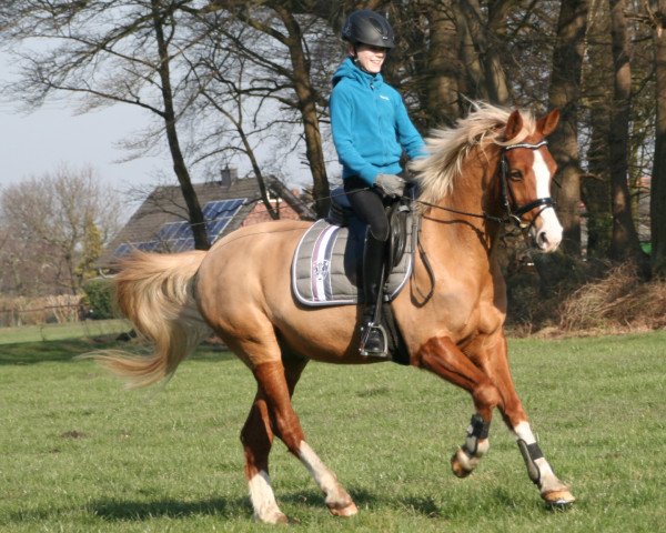 Dressurpferd Sweet Dressman (Deutsches Reitpony, 2005, von Sweet Dream SF)