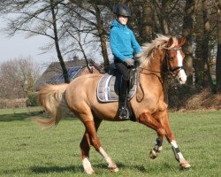 dressage horse Sweet Dressman (German Riding Pony, 2005, from Sweet Dream SF)