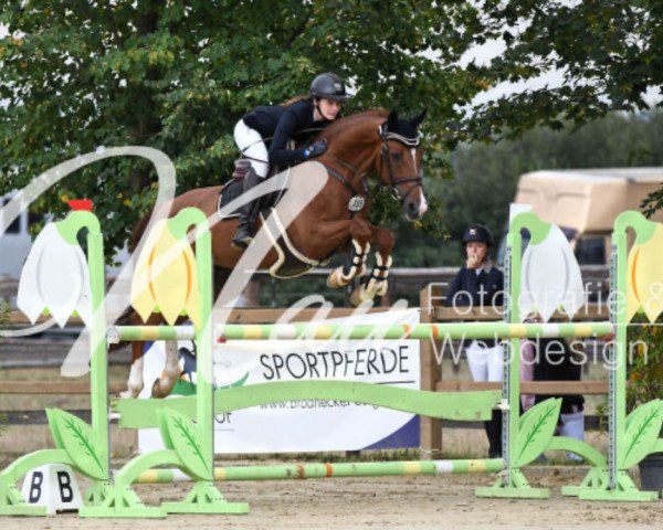 jumper Kaiserstolz 6 (German Sport Horse, 2012, from Kaiserwind)