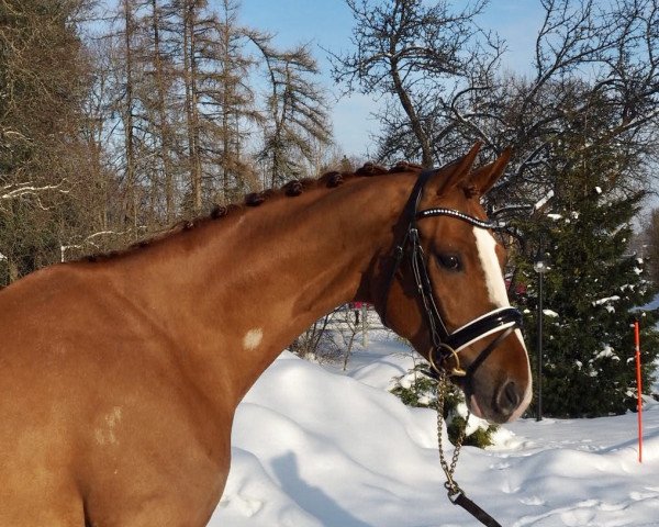 horse Sir Lucas (Hanoverian, 2014, from Sir Donnerhall I)