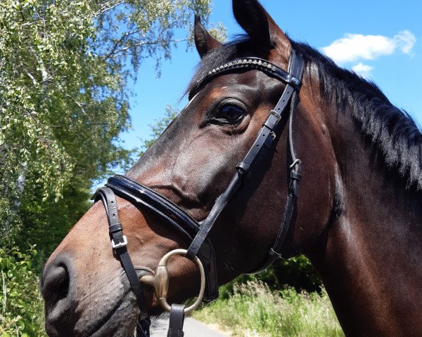 Springpferd Rocky Rose (Westfale, 2016, von Rock Forever NRW)