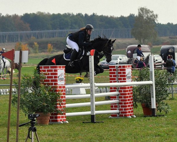 jumper Rabia Rabenstein (Hanoverian, 2007, from Rotspon)