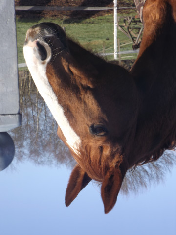 horse Firestar 4 (Hanoverian, 1999, from Falkenstern II)