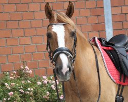 Springpferd Eduardo (Kleines deutsches Reitpferd, 2014)