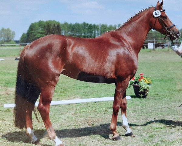 broodmare Sunrise (Hanoverian, 2011, from Soliman) broodmare Sunrise (Hanoverian, 2011, from Soliman)