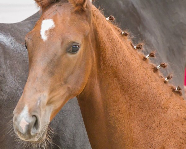 Dressurpferd Freddy's Friend B (Deutsches Sportpferd, 2020, von Freiherr von Stein)