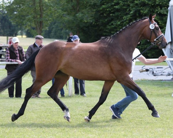 horse Sweet Chocolate (Westphalian, 2013, from Sir Heinrich OLD)