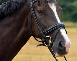 dressage horse Lady Larissa 11 (Hanoverian, 2014, from Livaldon)