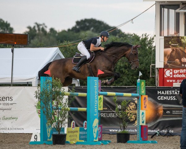 jumper Quentin Tarantino 11 (Oldenburg show jumper, 2011, from Quintender 2)
