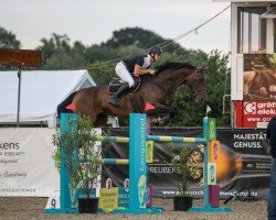 jumper Quentin Tarantino 11 (Oldenburg show jumper, 2011, from Quintender 2)