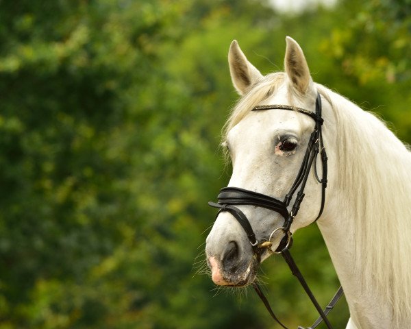 jumper Amorosa CI (Pura Raza Espanola (PRE), 2002, from Encantado XI)