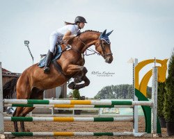 jumper Lacosta 16 (German Sport Horse, 2011, from Landrebell)