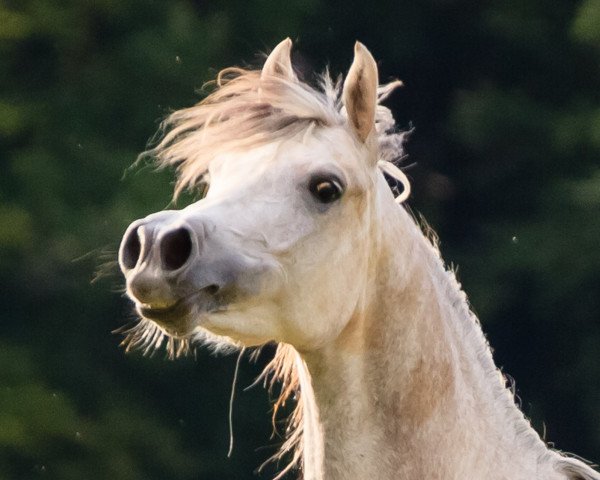 Zuchtstute Sheydaa Bint Esteban Ibn Estopa Son OX (Vollblutaraber, 2015, von Esteban Ibn Estopa Son ox HB)