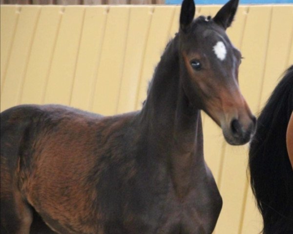 Pferd Comme le Chocolat (Oldenburger Springpferd, 2020, von Comme Prevu)