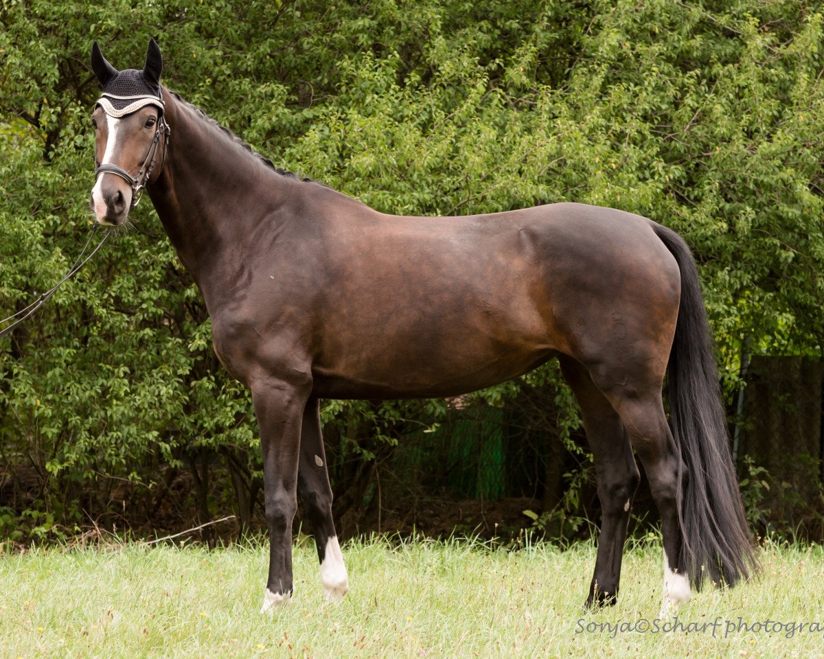 Caballo de Doma Super Girl 13 (Oldenburgués, 2011, de Sir Donnerhall I)