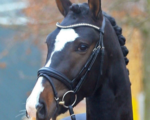stallion St. Patrick (Hanoverian, 2015, from Sezuan)