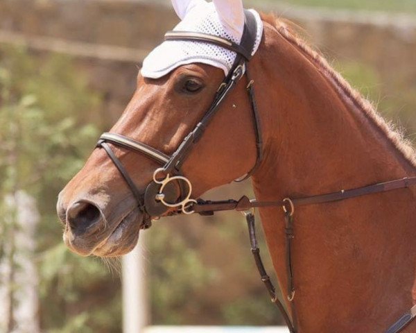 jumper Faye de Reve (KWPN (Royal Dutch Sporthorse), 2010, from Nabab de Rêve)
