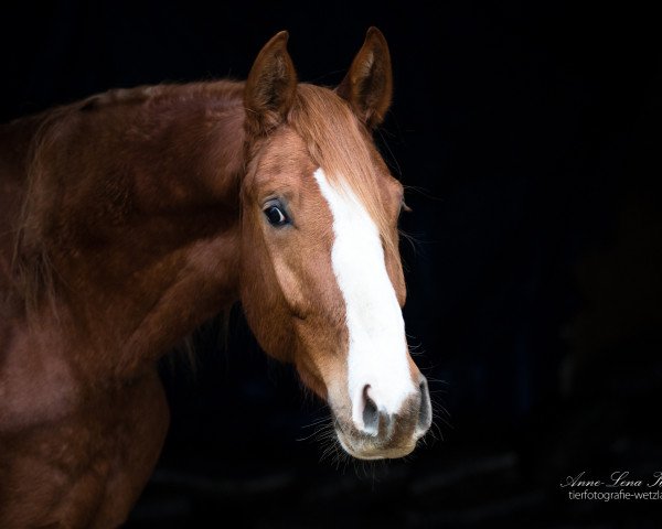 horse Darelio (Oldenburg, 2015, from Danciano)