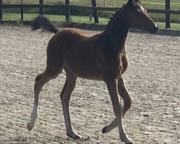 Zuchtstute Hilda von der Dänenwiek (Deutsches Reitpony, 2020, von Champ de Luxe)