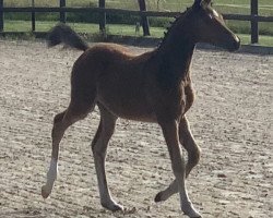 Zuchtstute Hilda von der Dänenwiek (Deutsches Reitpony, 2020, von Champ de Luxe)