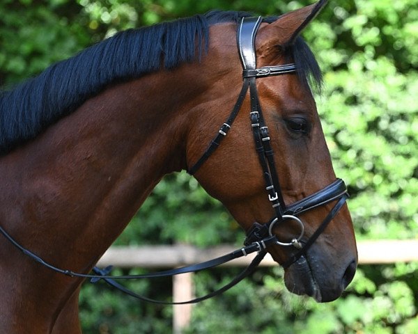 horse Crazy-Jumper (Zangersheide riding horse, 2015, from Crazy Horse)