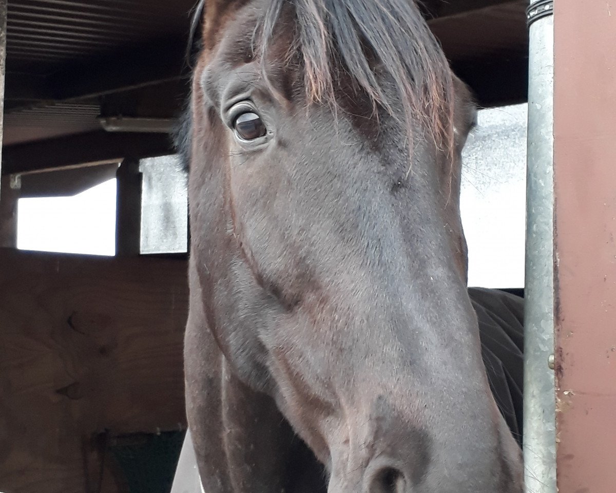 horse San Dorino W (Oldenburg, 2008, from San Amour I)