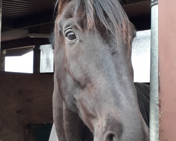 horse San Dorino W (Oldenburg, 2008, from San Amour I)