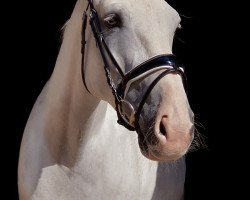 dressage horse Kaneo de Laubry (Belgian Warmblood, 2010, from Thunder van de Zuuthoeve)