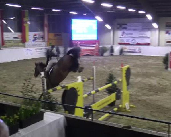Hallenspringturnier in Borken 2015