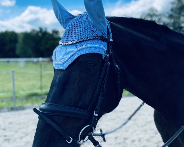 dressage horse Delicate Love (Hanoverian, 2014, from Dubarry 41)