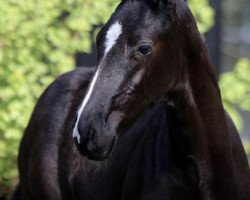 horse Delaney (Oldenburg, 2020, from DeLorean)