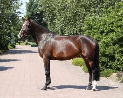 jumper Dongerloh (Oldenburg show jumper, 2015, from Diacontinus)