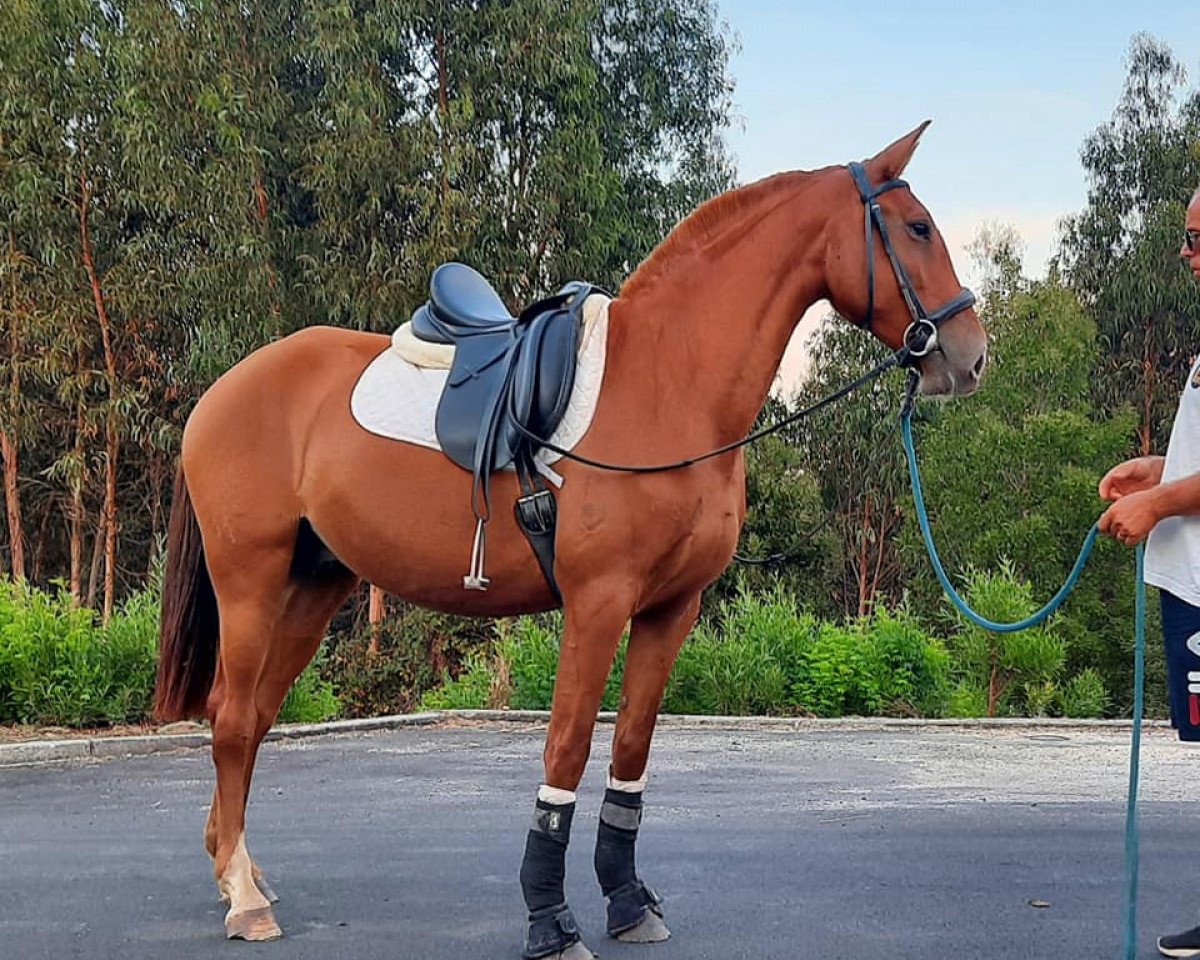 Zuchtstute Missanga (Lusitano, 2016)