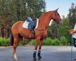 broodmare Missanga (Lusitano, 2016)