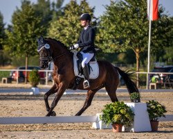 dressage horse Providence 6 (Oldenburg, 2016, from Fürstenball)