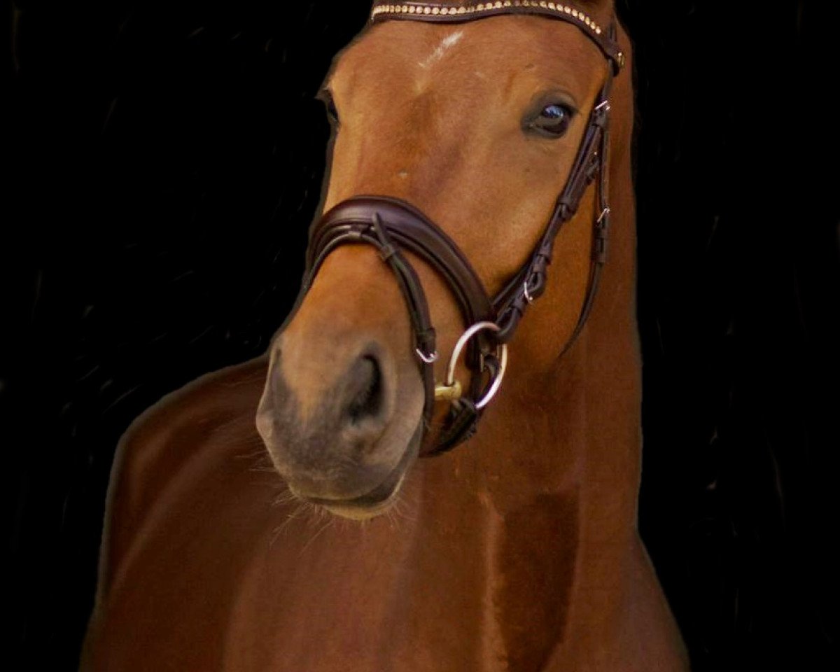 horse Rolf Forever (German Sport Horse, 2016, from Rock Forever NRW)