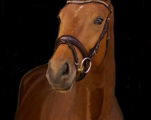 horse Rolf Forever (German Sport Horse, 2016, from Rock Forever NRW) horse Rolf Forever (German Sport Horse, 2016, from Rock Forever NRW)