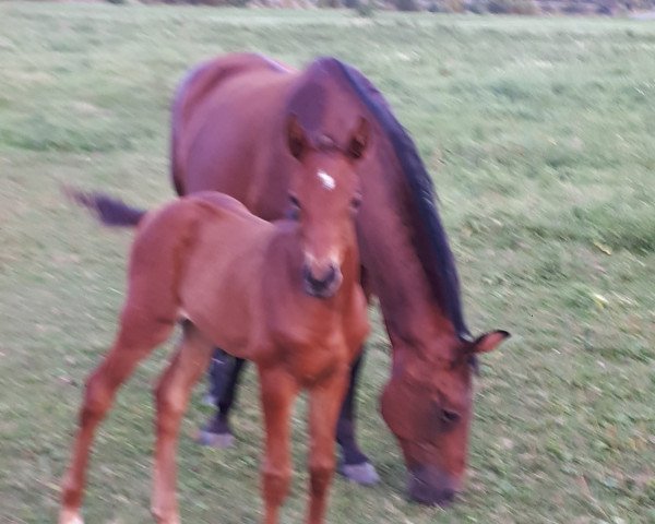 horse Stella Leone (Mecklenburg, 2020, from Radar Lock xx)
