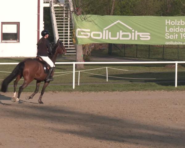 Tournoi Équestre Margarethen am Moos 2026