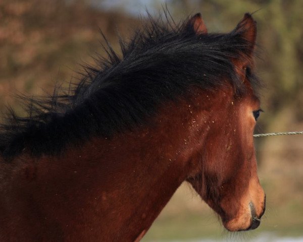 horse Salvador LF (Swedish Warmblood, 2017, from Sibelius 1315) horse Salvador LF (Swedish Warmblood, 2017, from Sibelius 1315)