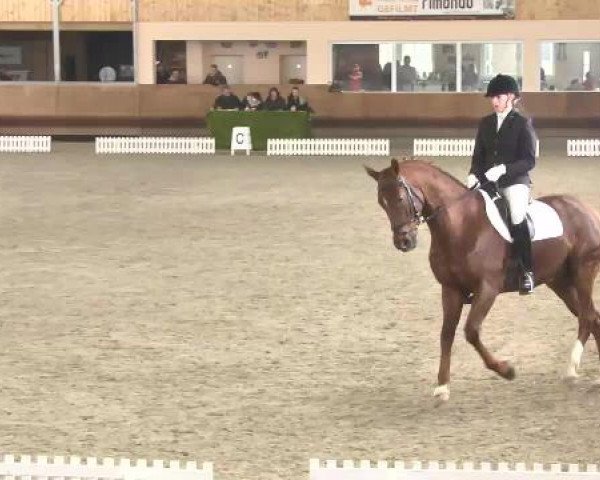 Late Entry Dressur Dettingen 2015