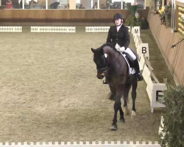 Late Entry Dressur Dettingen 2015