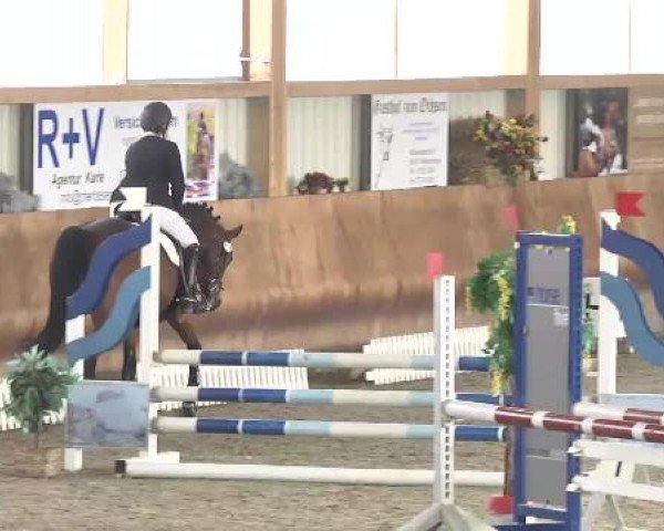 Late Entry Dressur Dettingen 2015