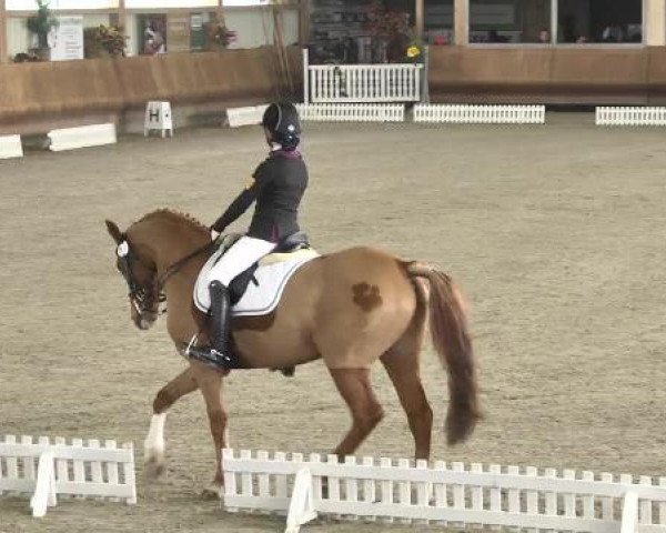 Late Entry Dressur Dettingen 2015