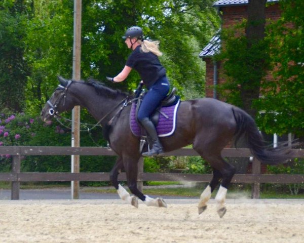 Springpferd Ace of Base 8 (Westfale, 1997, von Argent)