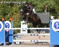 broodmare Urte 7 (Holsteiner, 2004, from Casall Ask)