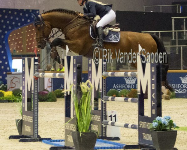 jumper Stakkato Dream (Hanoverian, 2006, from Stakkato Gold)