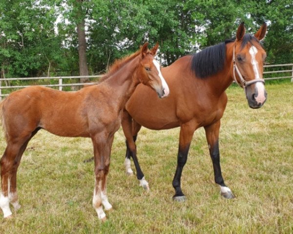horse Hengst von Cascadello I / Clearway (Holsteiner, 2020, from Cascadello)